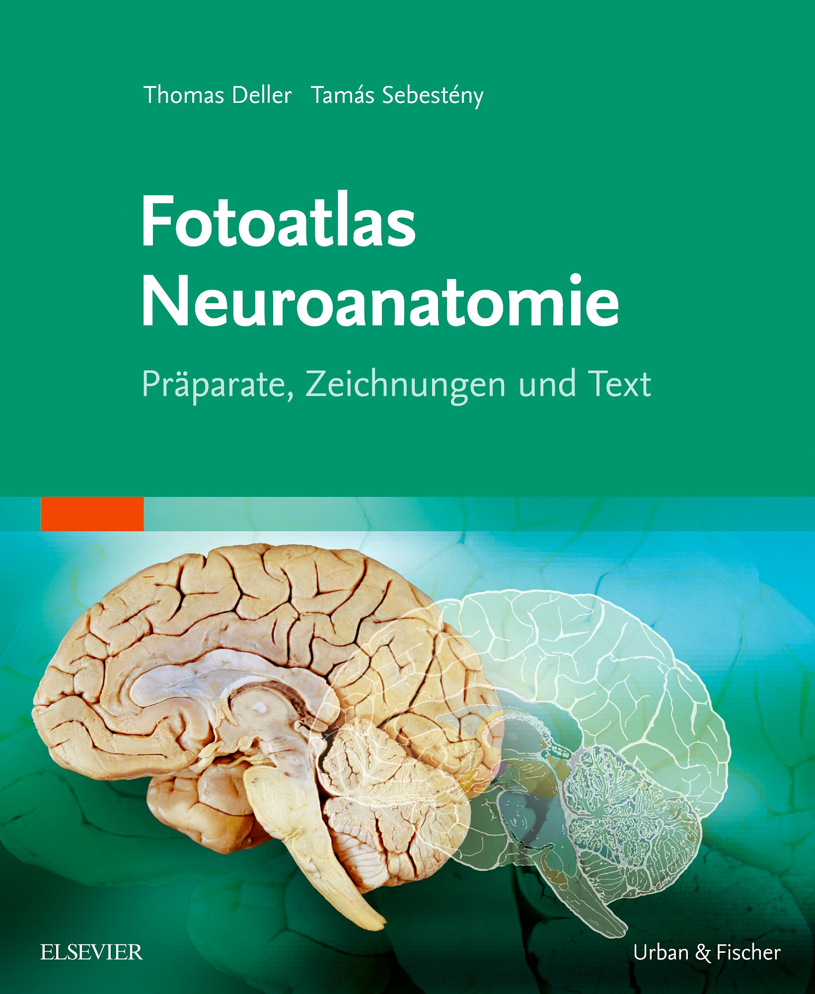 Fotoatlas Neuroanatomie 9783437412158 Elsevier GmbH