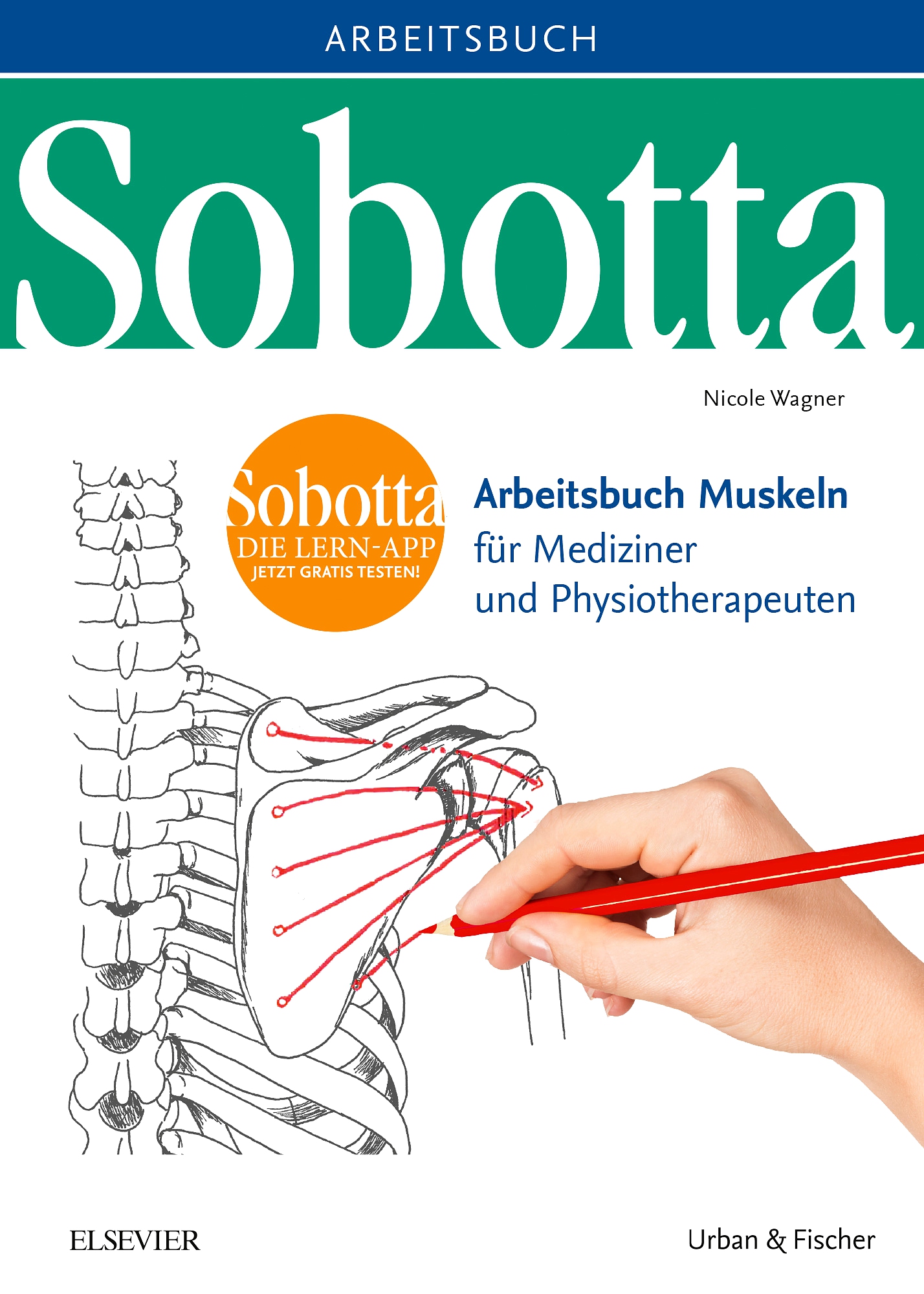 Sobotta Arbeitsbuch uskeln Arbeitsbuch für ediziner und Physiotherapeuten PDF