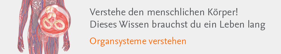 Organsysteme Verstehen