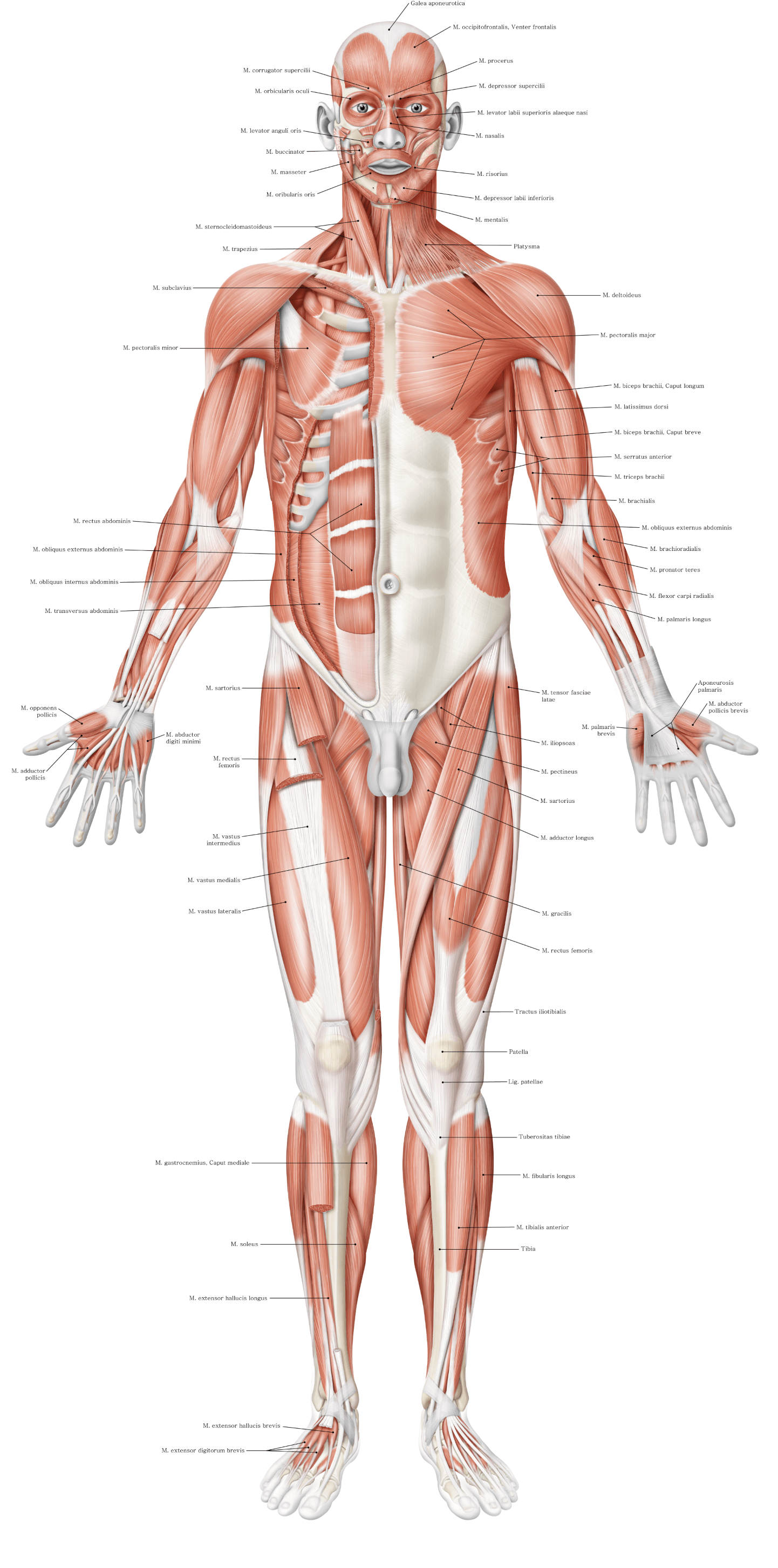 Sobotta Malbuch Der Anatomie Sobotta Lernposter Anatomie - 9783437441905 | Elsevier GmbH